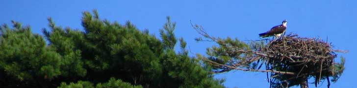 AMC Maine Chapter Rotating Image