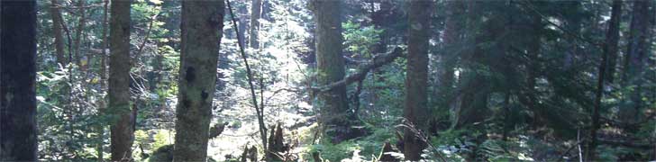 AMC Maine Chapter Rotating Image