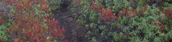 AMC Maine Chapter Rotating Image